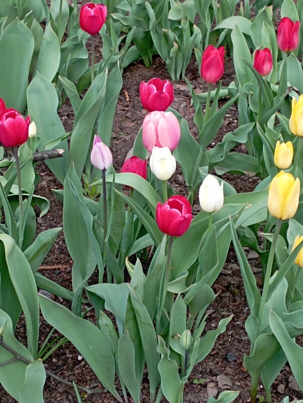 На улицах города - Елена Семигина