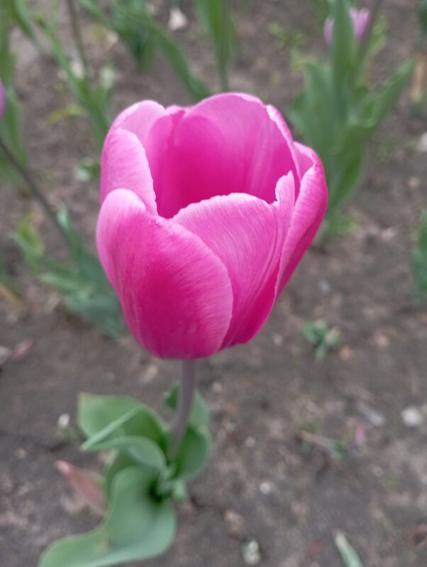 Тюльпан - Елена Семигина