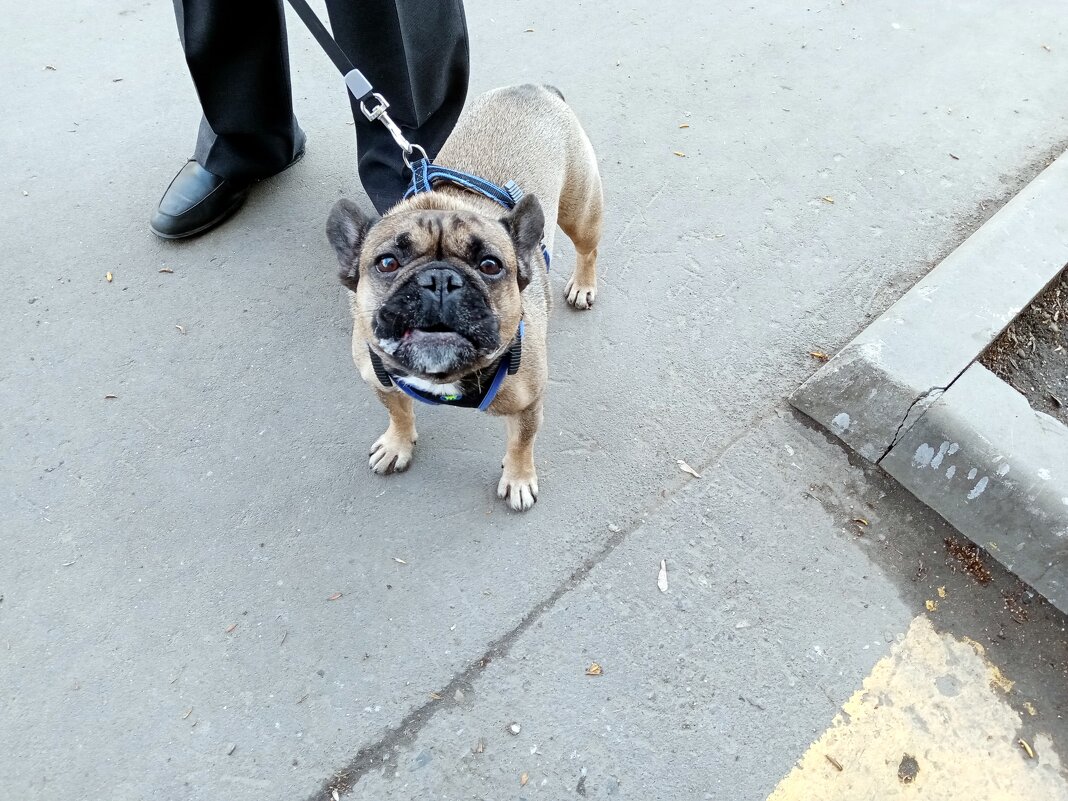 Здрасте... - Владимир Драгунский Здрасте... - Владимир Драгунский