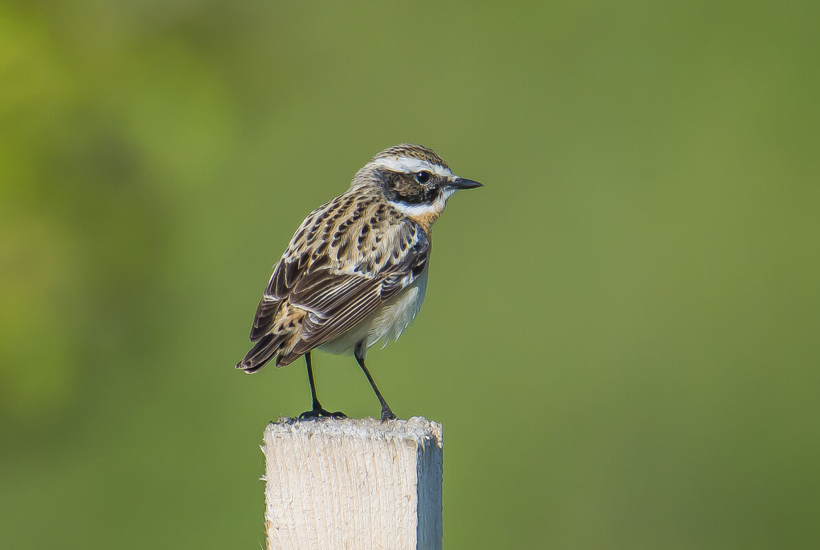 Луговой чекан. - Sergey (Apg) Луговой чекан. - Sergey (Apg)