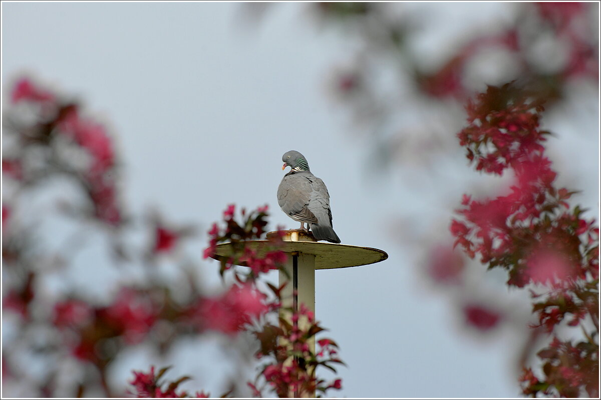 Любуясь весной - Сеня Белгородский