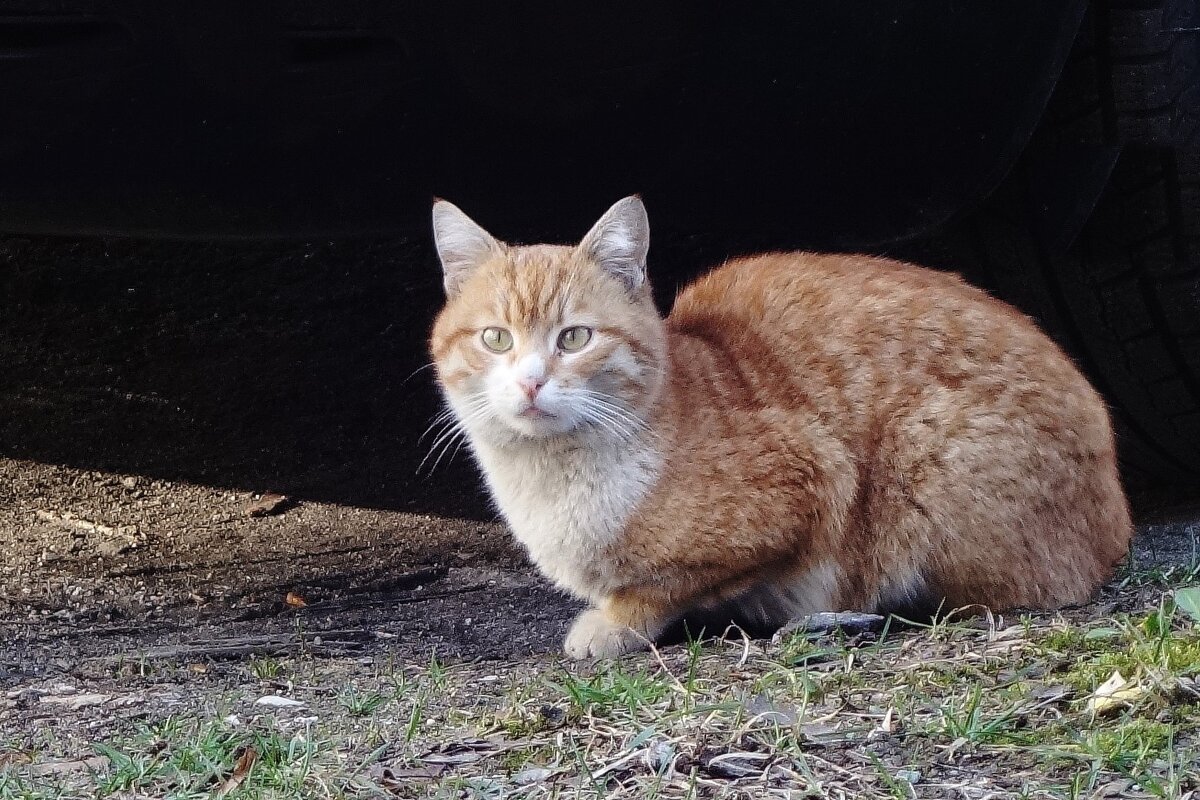 Братья наши меньшие... - Рита Симонова Братья наши меньшие... - Рита Симонова