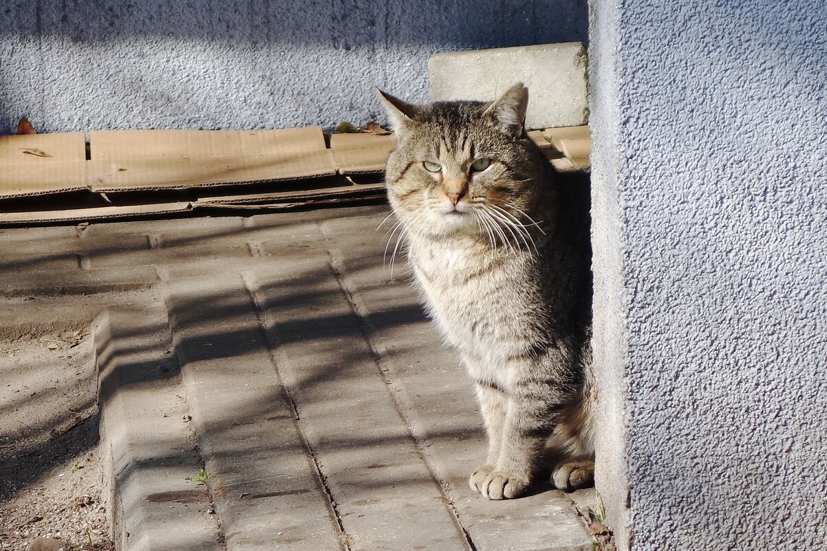 Братья наши меньшие... - Рита Симонова Братья наши меньшие... - Рита Симонова