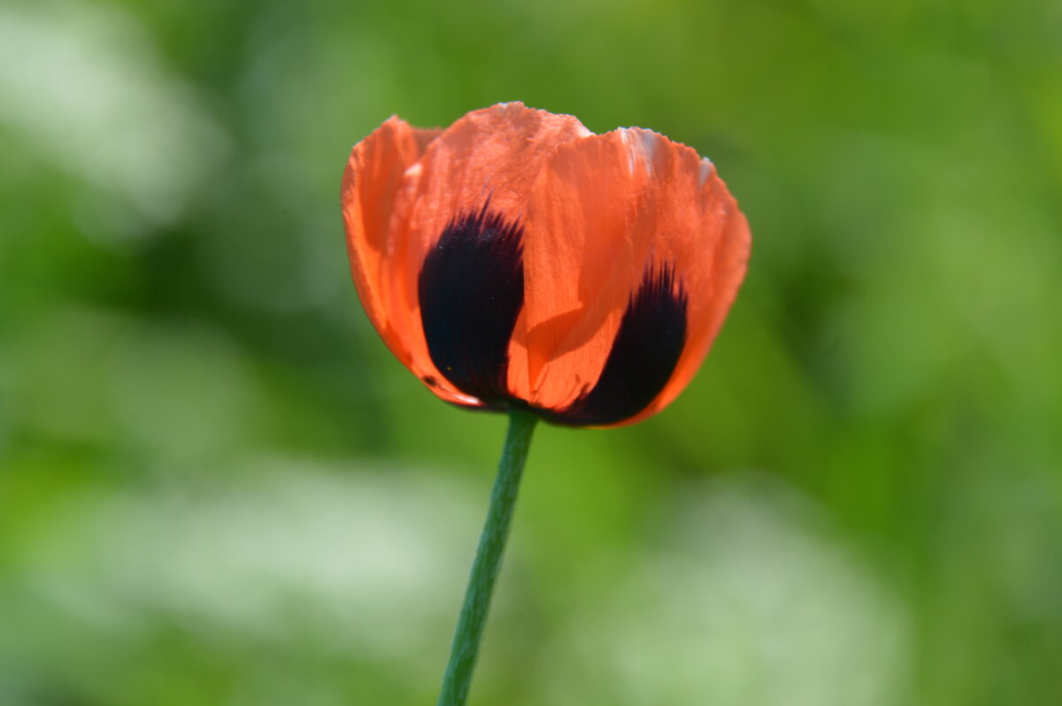 Весенние огоньки... - Надежда Куркина 