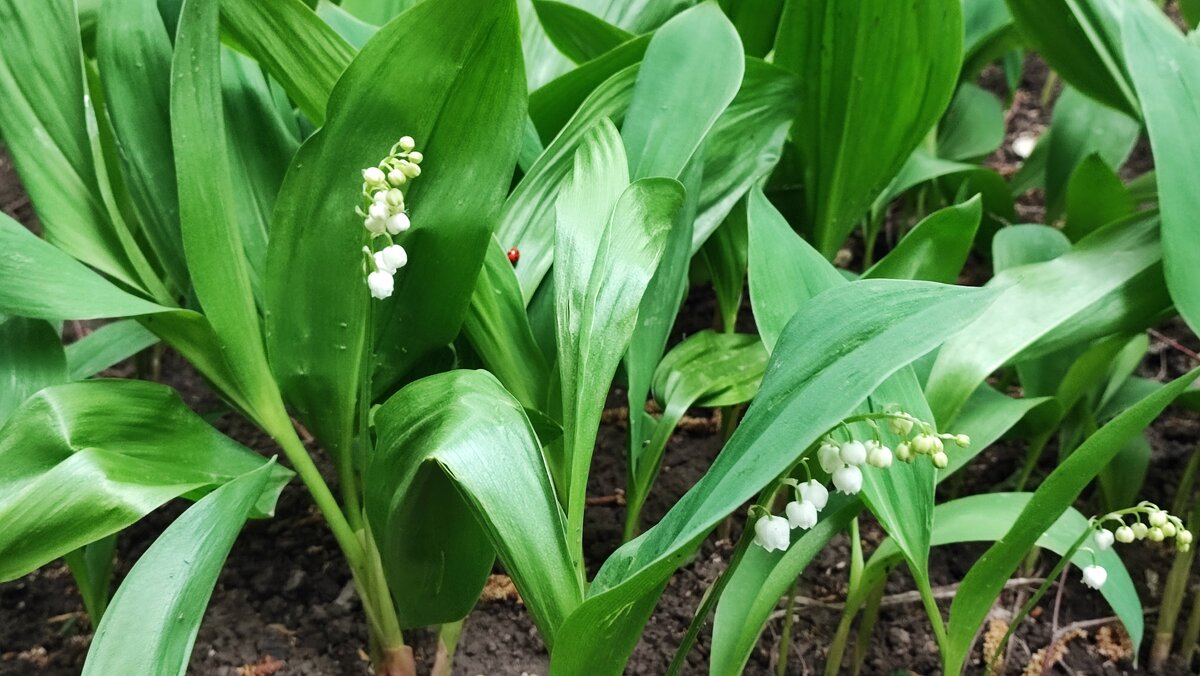 ,,, - Сергей Тимоновский