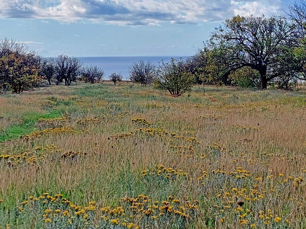 зверобой - ИРЭН@ . зверобой - ИРЭН@ .