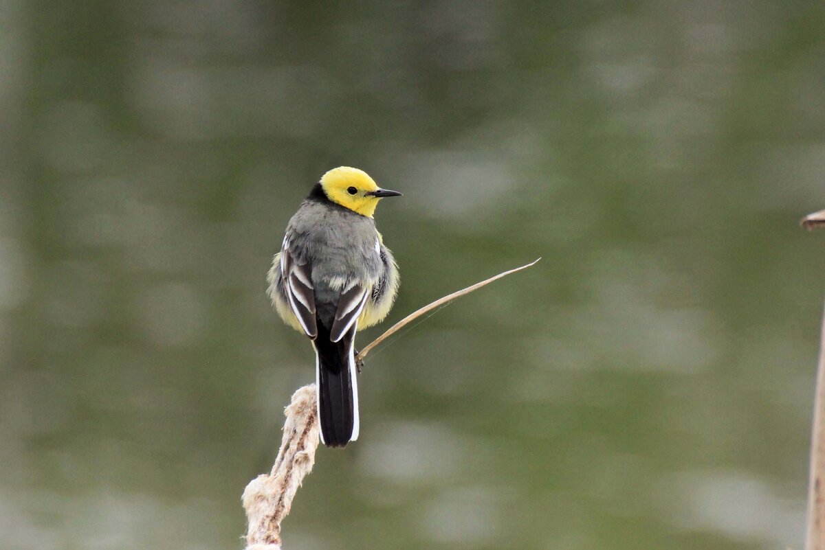 Желтоголовая трясогузка - Ната Волга Желтоголовая трясогузка - Ната Волга