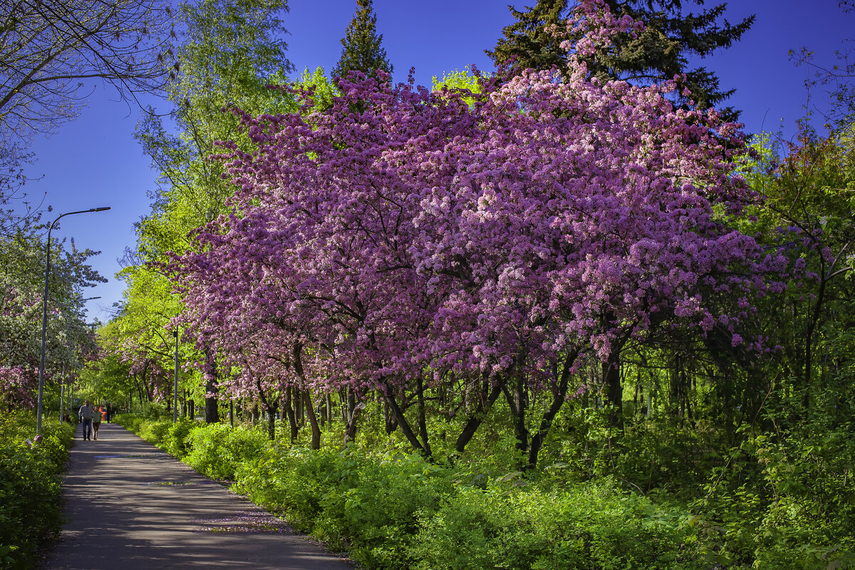 Время цветов - Евгений Анисимов Время цветов - Евгений Анисимов