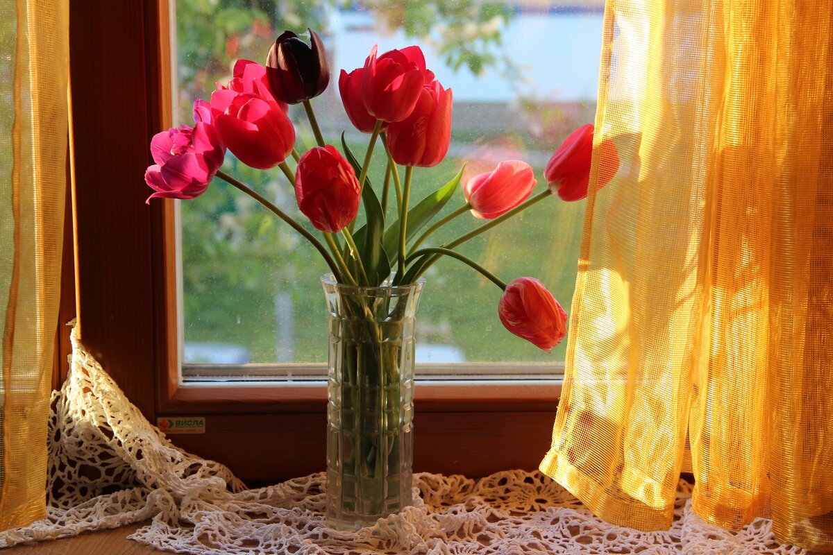 Мои тюльпаны. - Венера Чуйкова Мои тюльпаны. - Венера Чуйкова