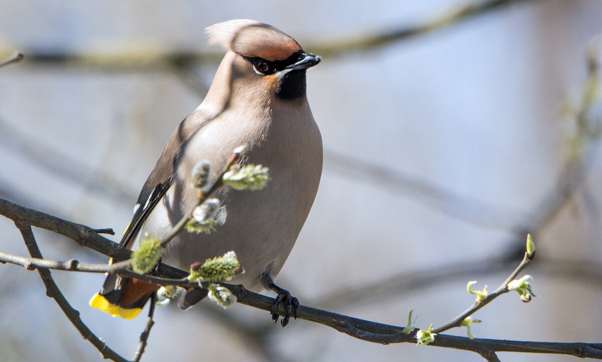 Свиристель. - Владимир Безбородов Свиристель. - Владимир Безбородов