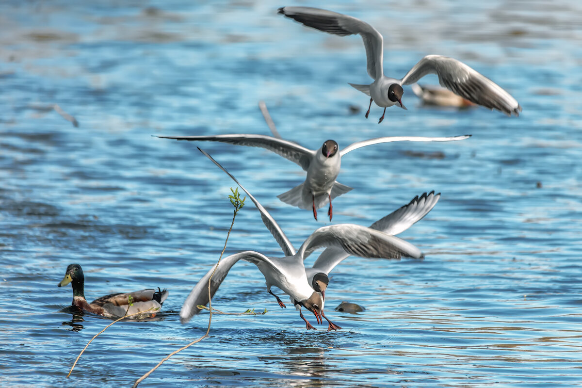Про май... - Владимир Колесников