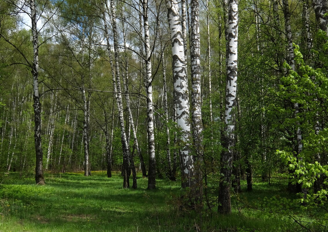 Славянка ты, славяночка-берёзка россияночка! - Люба Славянка ты, славяночка-берёзка россияночка! - Люба