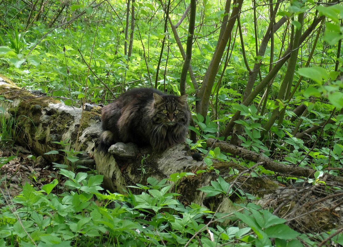 Ох, и напугал меня этот товарищ! Не ожидала встретить в лесу это чудо! Издалека приняла его за енота - Люба 