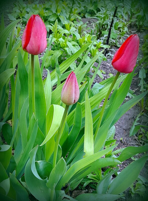 С днём Победы ! 9  мая ! - Мила Бовкун