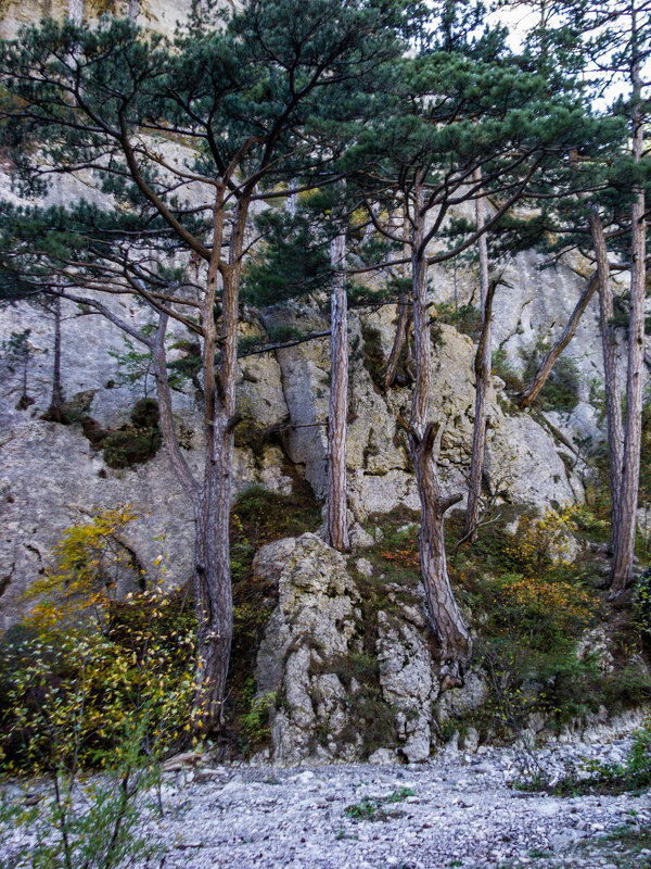 Исполины - Варвара Исполины - Варвара