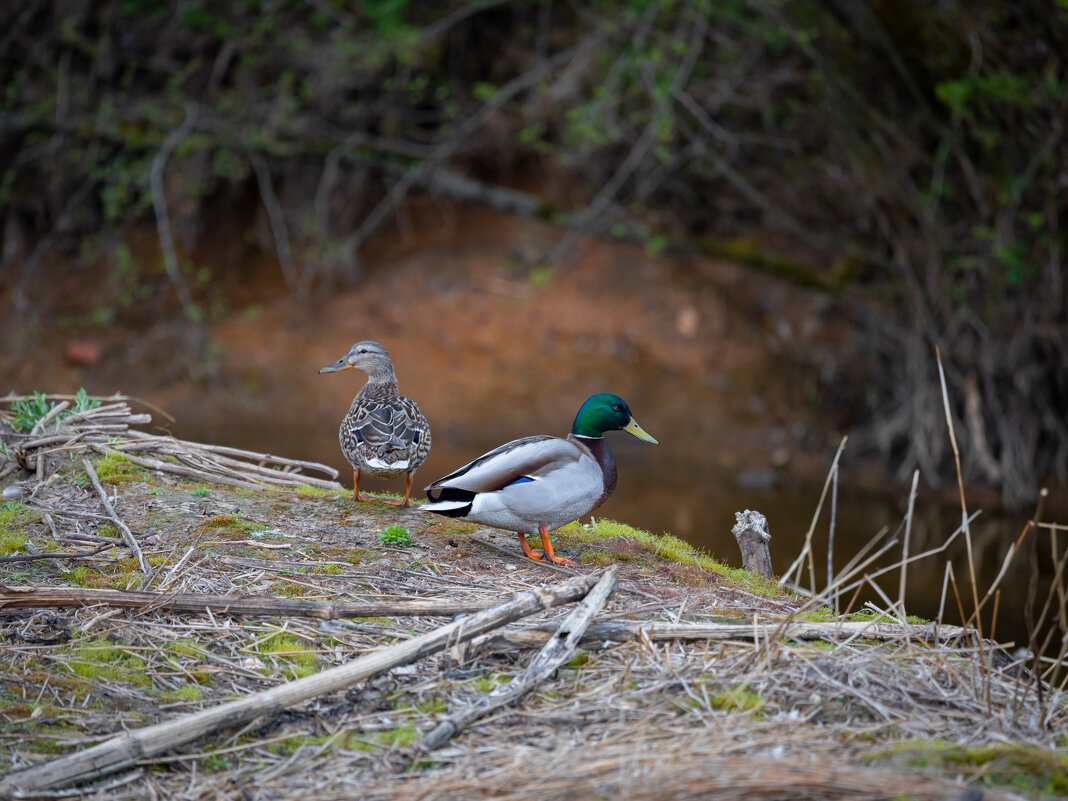Из жизни уток - Олег Дорошенко