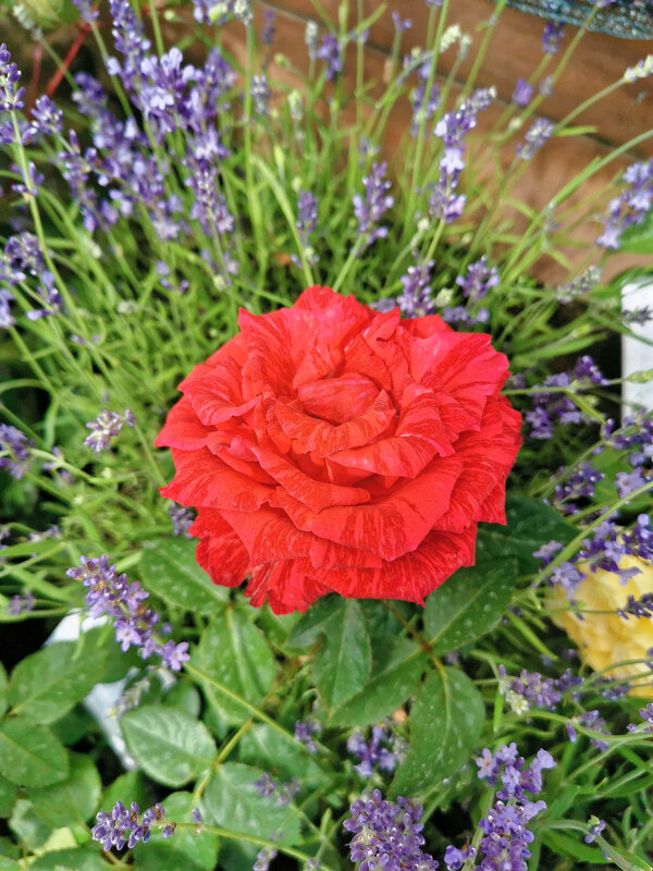 Роза чайно - гибридная Ред интуишен - Валерий Судачок Роза чайно - гибридная Ред интуишен - Валерий Судачок