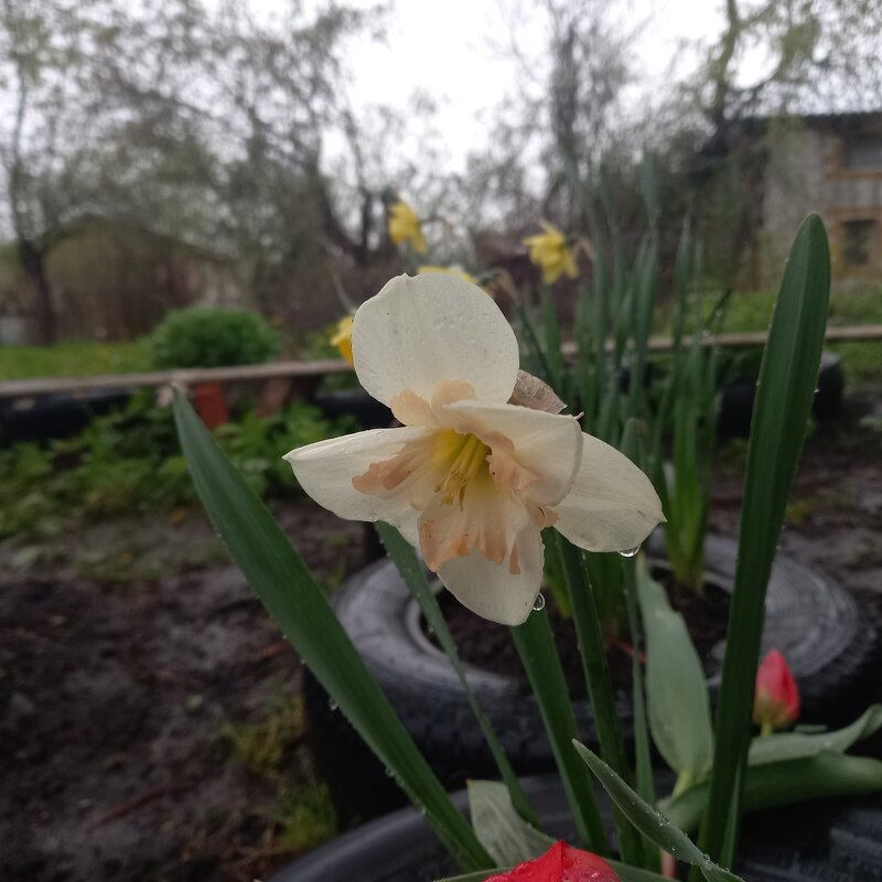 Нарцисс противостоит дождю... - BoxerMak Mak Нарцисс противостоит дождю... - BoxerMak Mak