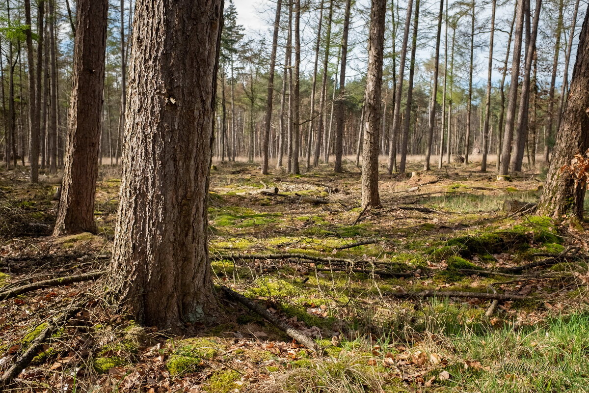 Про лес... - Николай Гирш