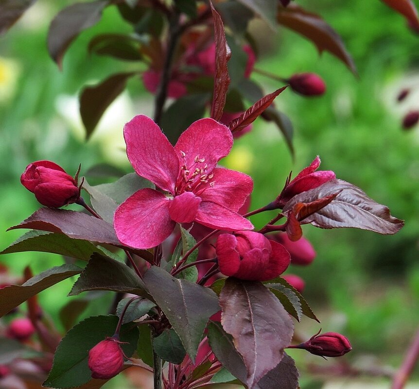 Весна пришла 2. Декоративная яблоня - Natali 