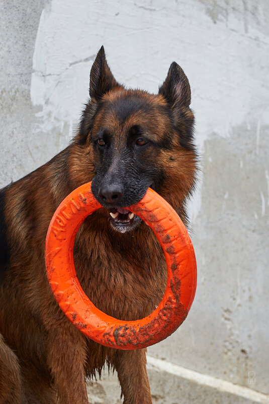 Мой бублик - Олег Манаенков Мой бублик - Олег Манаенков
