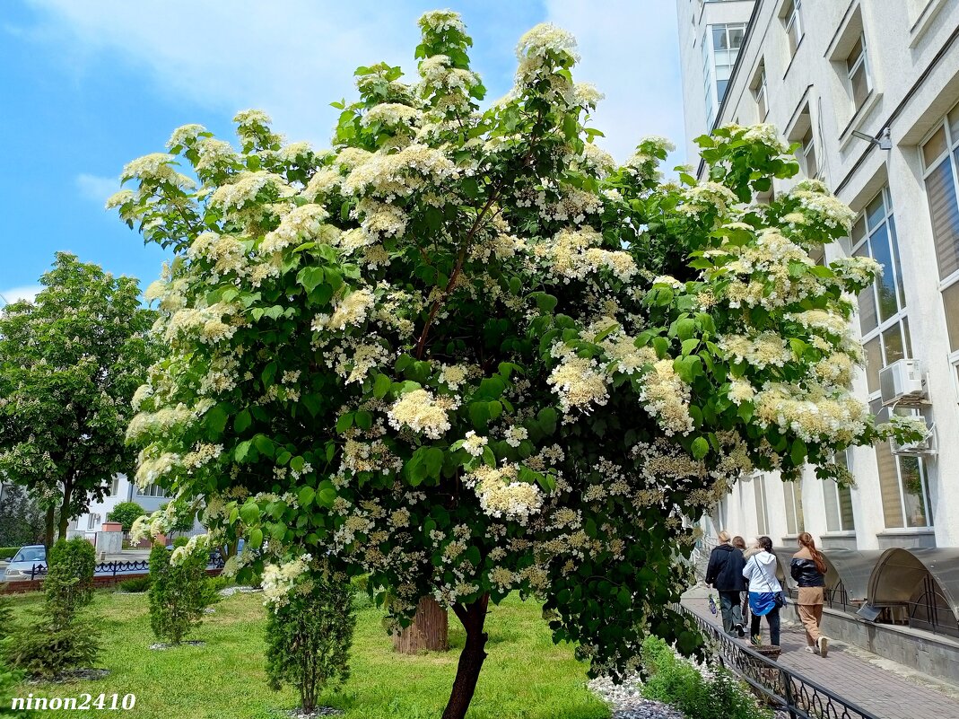 Калина цветёт - Нина Бутко Калина цветёт - Нина Бутко