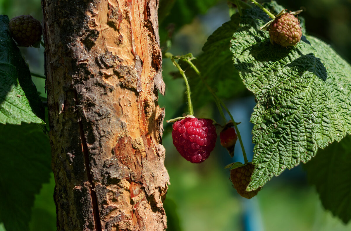 ... - Сергей Лысенко