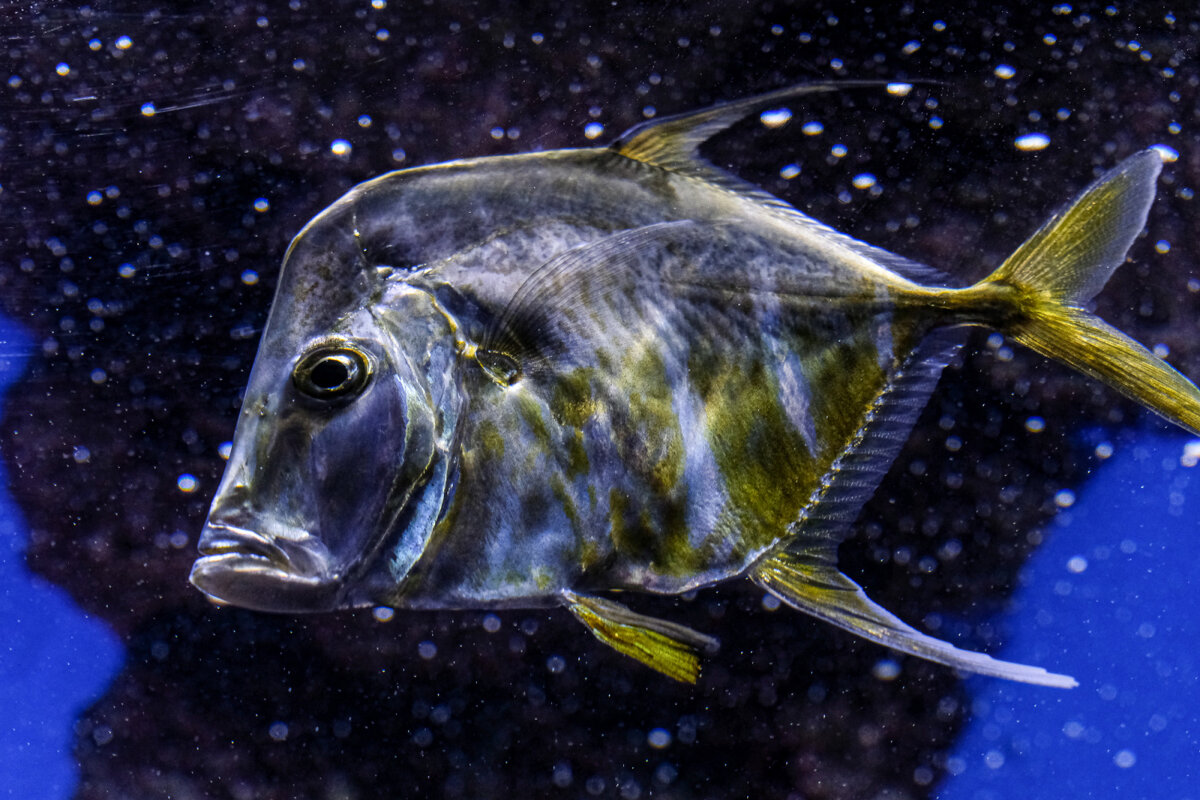 Селены - Георгий А Селены - Георгий А