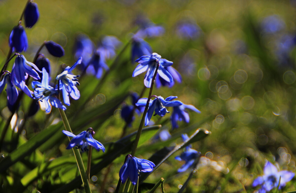 В милых цветах синь лучащихся небес.. - Татьян@ Ивановна В милых цветах синь лучащихся небес.. - Татьян@ Ивановна