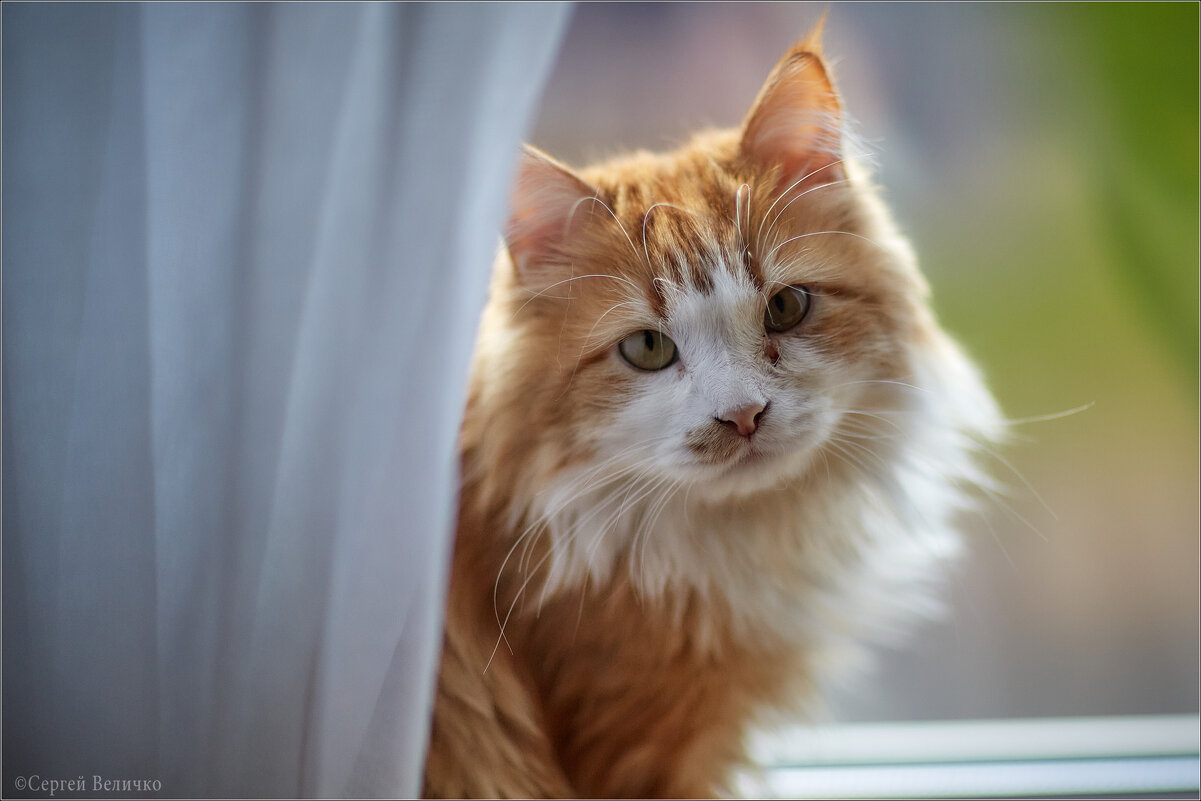 Кот Кузя - Сергей Величко Кот Кузя - Сергей Величко