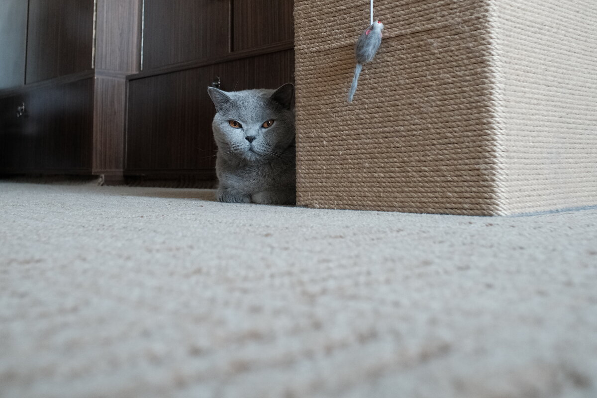 Кот Масик - Лютый Дровосек