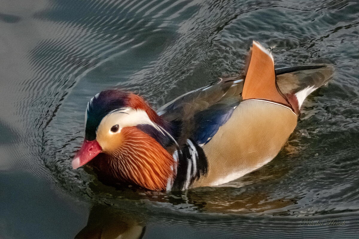 Про мандаринку... - Николай Гирш Про мандаринку... - Николай Гирш