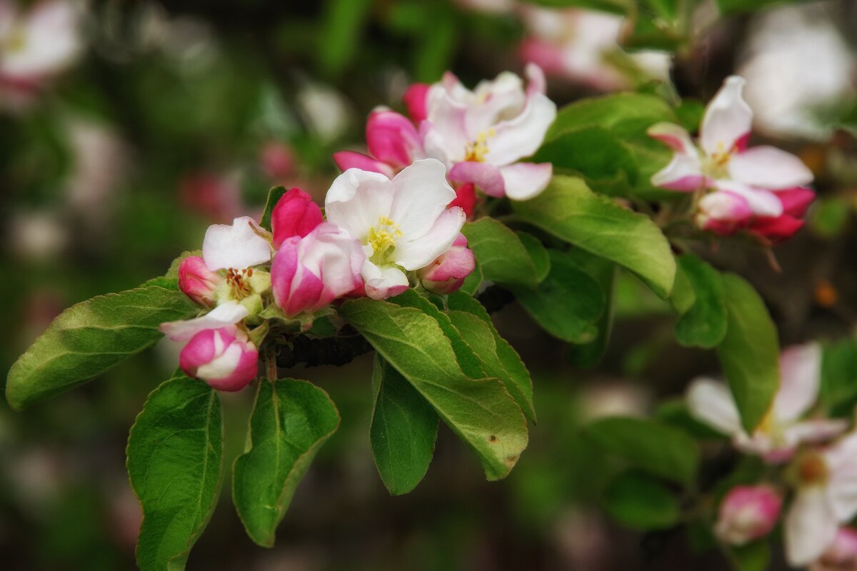Яблоня в цвету... - Руслан 
