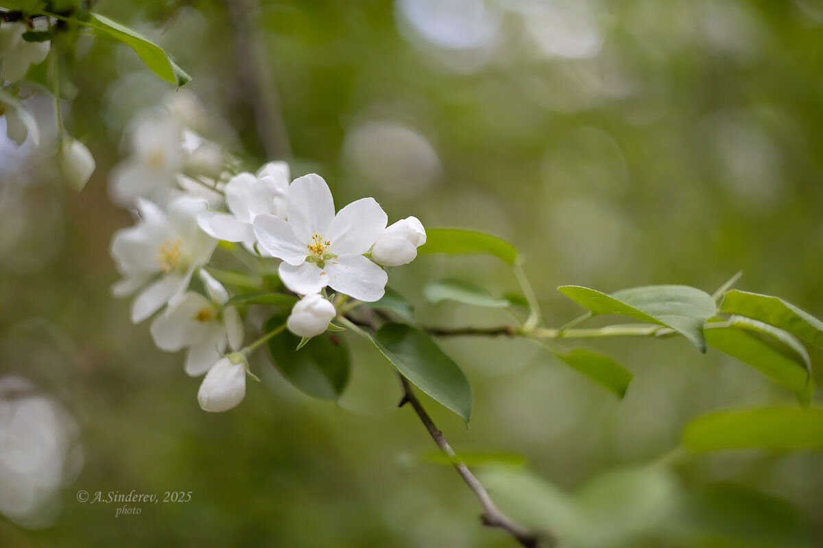 Цветок дикой яблони - Александр Синдерёв