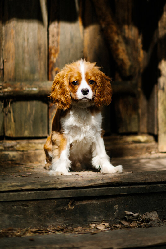 Харли - Татьяна Харли - Татьяна