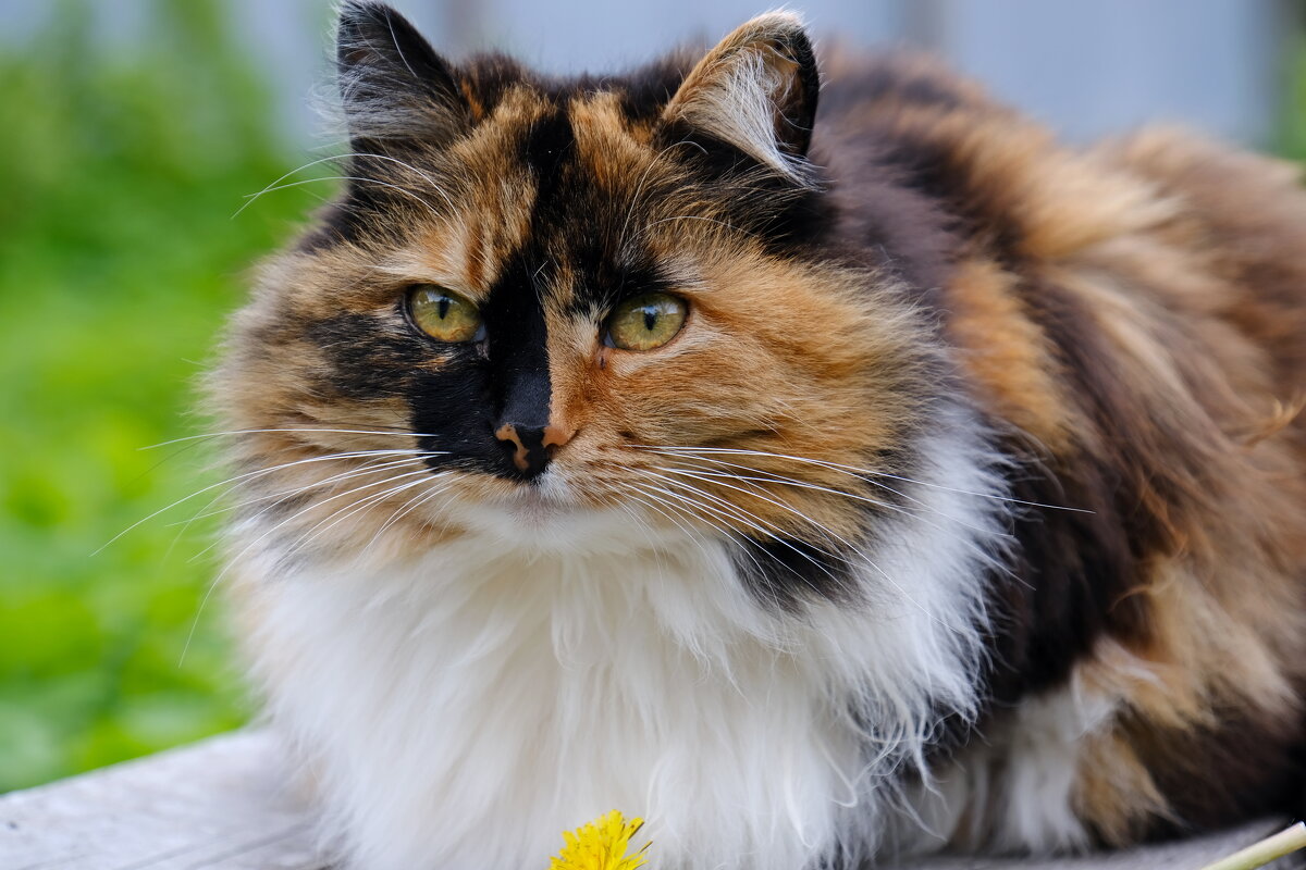 Красотка Соня - Андрей Зайцев Красотка Соня - Андрей Зайцев