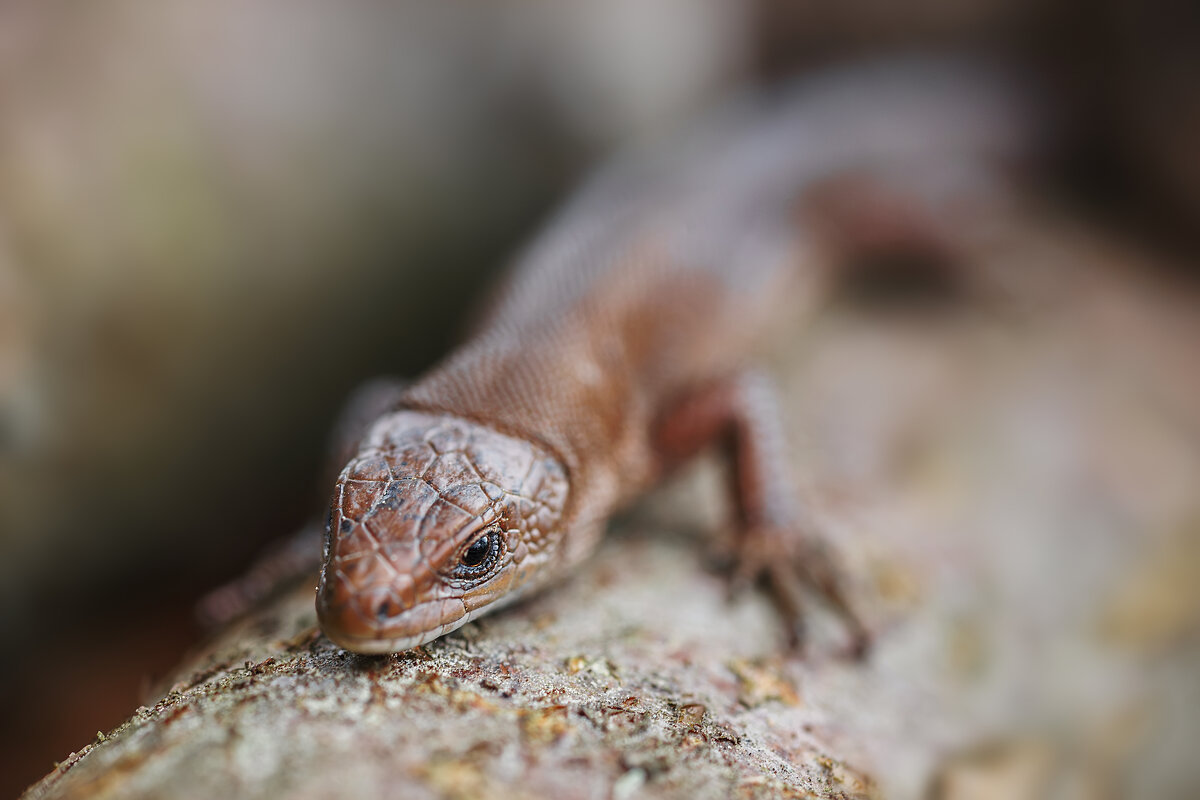 Ящерица - Alex Bush