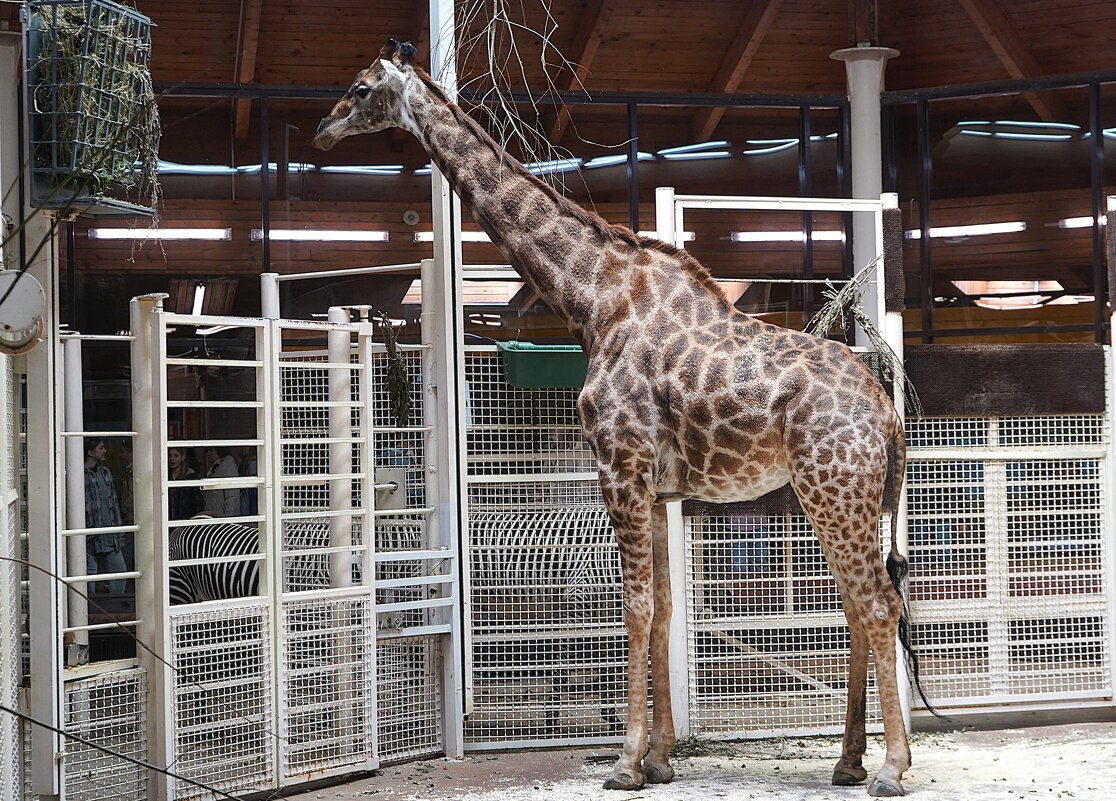 Жираф большой, ему видней... - Татьяна Тюменка