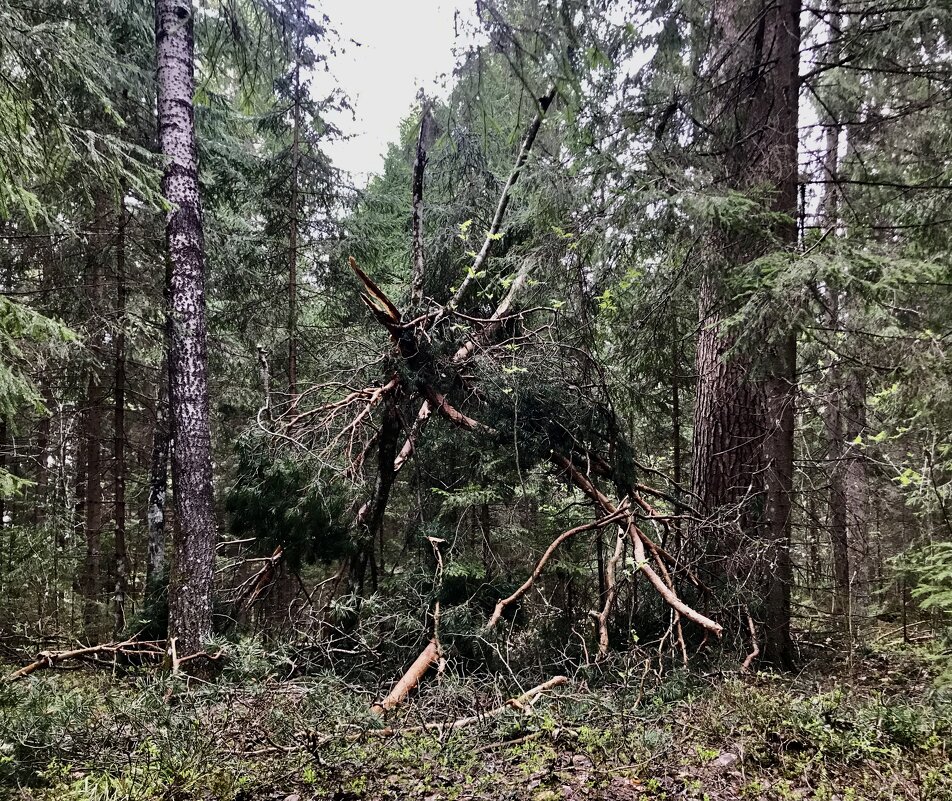 Лесная икебана - Любовь Лесная икебана - Любовь