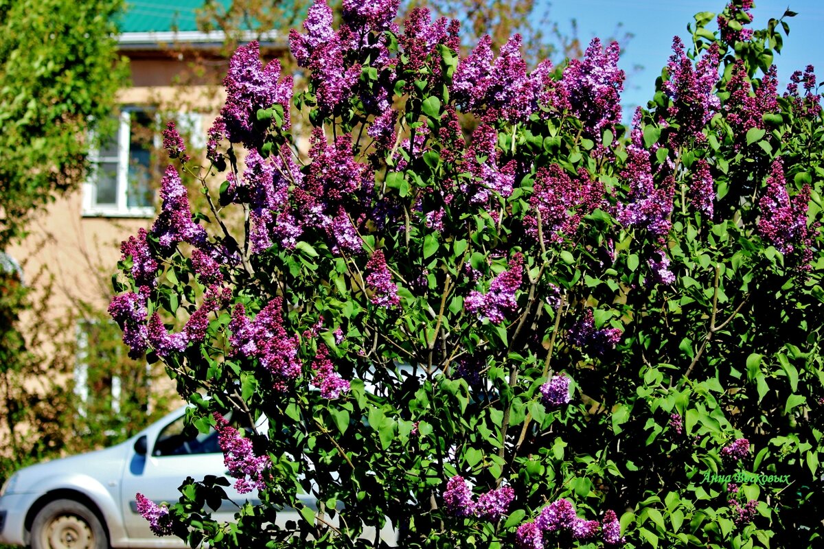 Майская сирень моего города. - Восковых Анна Васильевна 