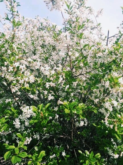 Цветение черемухи - Георгиевич Цветение черемухи - Георгиевич