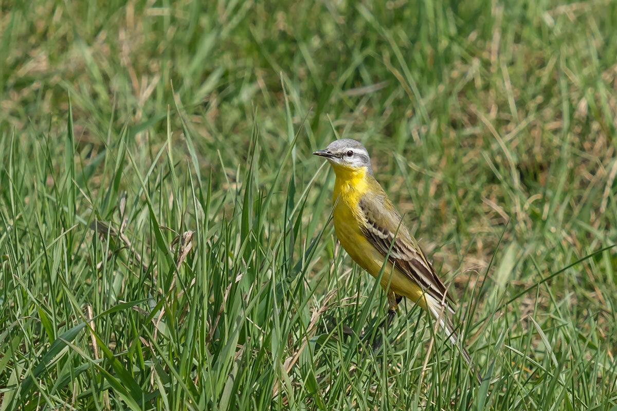 Трясогузка - SanSan 