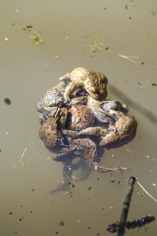 Конкеуренция - Lyubov Busova