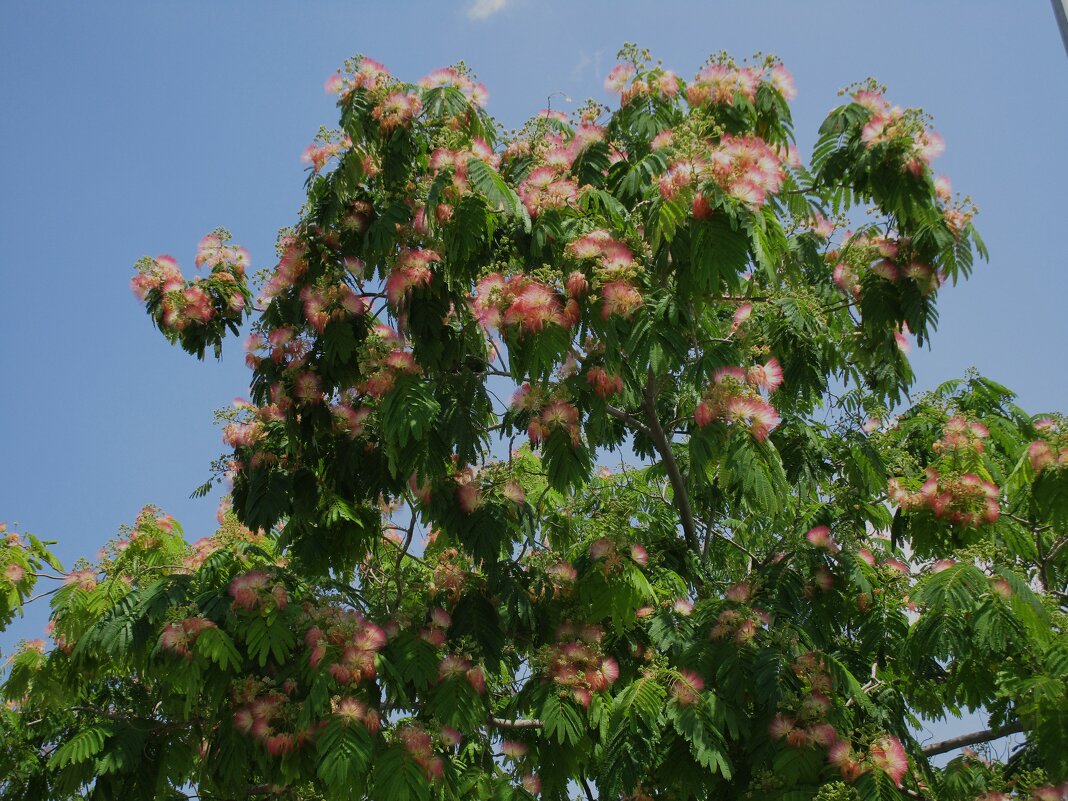 Мармарис июнь Турция - Елена Шаламова Мармарис июнь Турция - Елена Шаламова