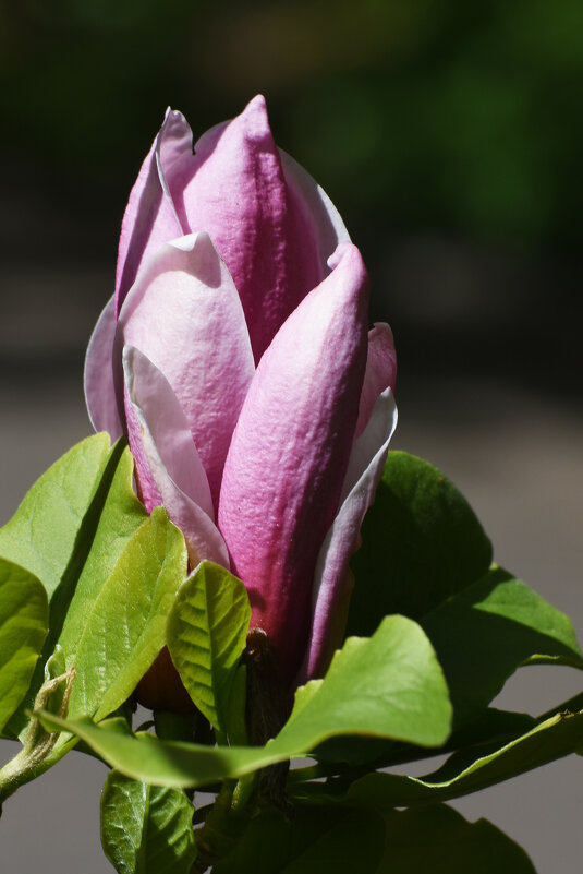 Весна в Ботаническом... - Наташа ***** Весна в Ботаническом... - Наташа *****