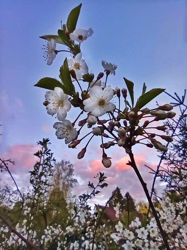 Будем жить! - veilins veilins