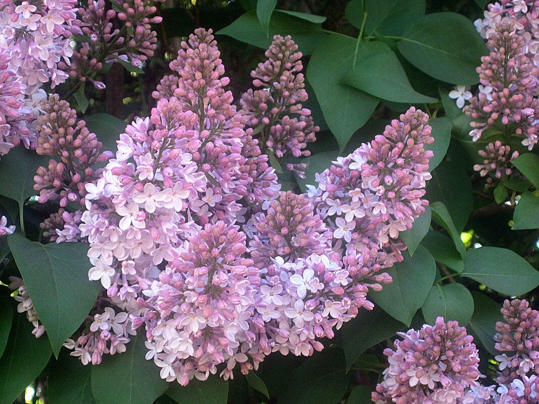 В ЧЕСТЬ 80 ЛЕТ ВЕЛИКОЙ ПОБЕДЫ! - Елена Семигина