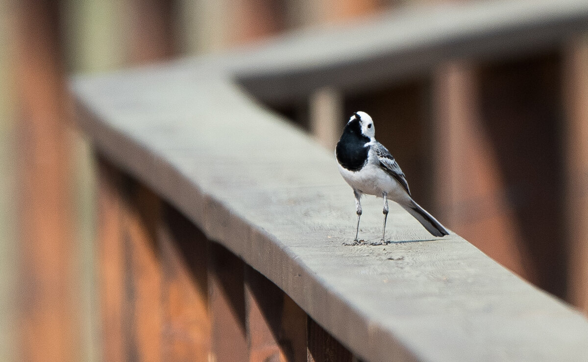 Трясогузка. - Владимир Безбородов Трясогузка. - Владимир Безбородов