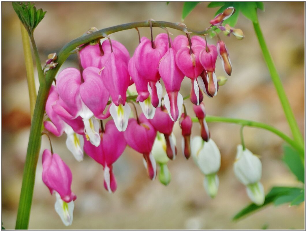 СЕРДЕЧКИ... - Elvira E. СЕРДЕЧКИ... - Elvira E.