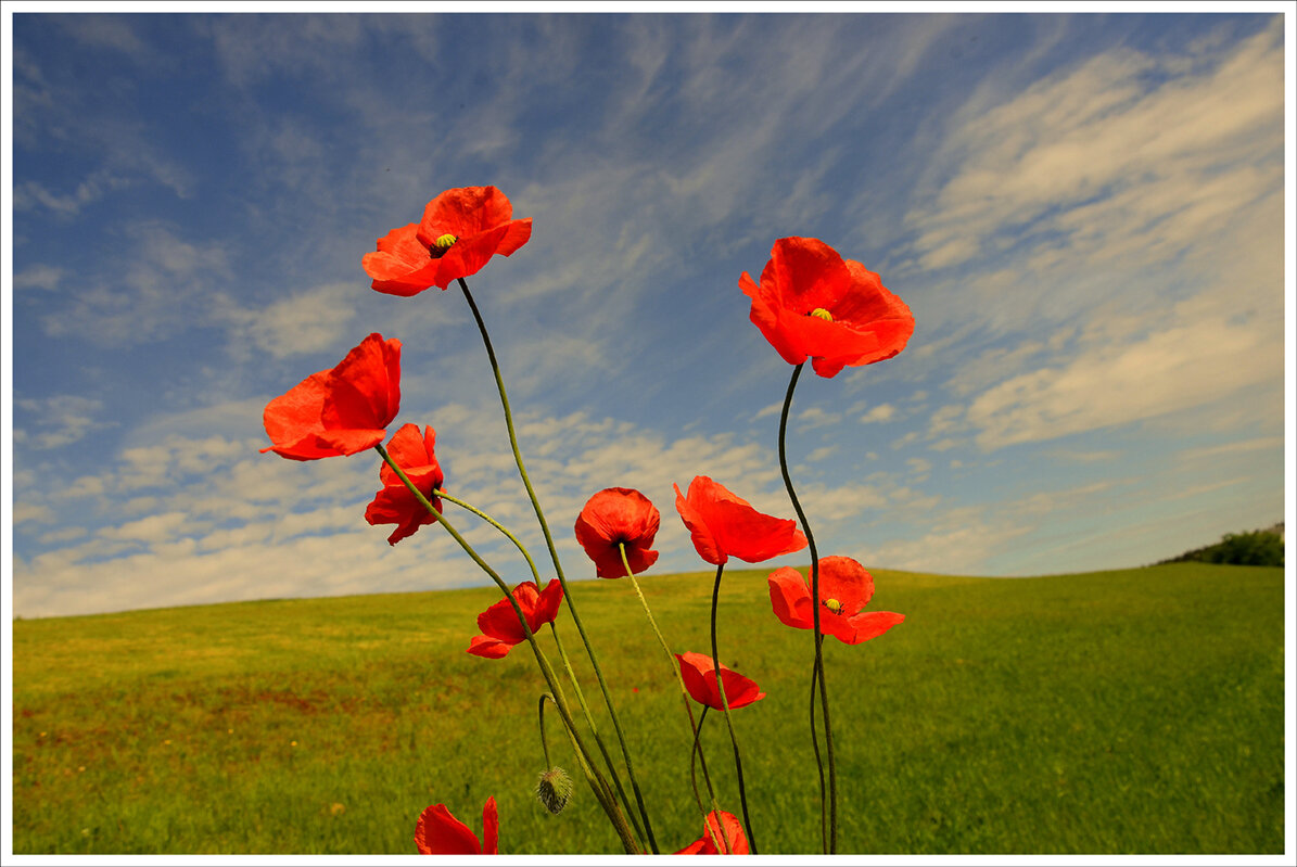 Маки .маки.. - Aleksandr Gal Маки .маки.. - Aleksandr Gal